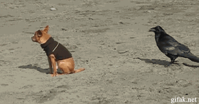 bitterstar88:  Crow Bites A Dogs Tail    I just…the crow acts all casual when when dog looks at it…that’s too adorable