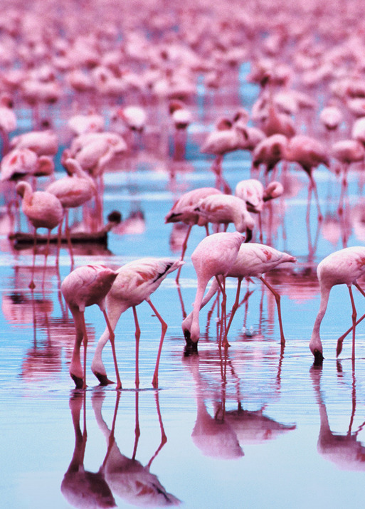 v0tum:  pink
