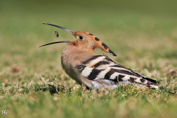 phototoartguy:  Hoopoe Trap! Hoopoe @500px.com