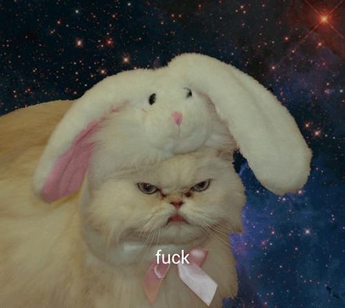 ktarsys:  JAJAJA lol  OG, SOOOO not a bunny!