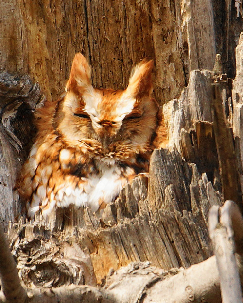fat-birds: Eastern Screech-Owl_Red Morph by Ron Dorrans on Flickr.