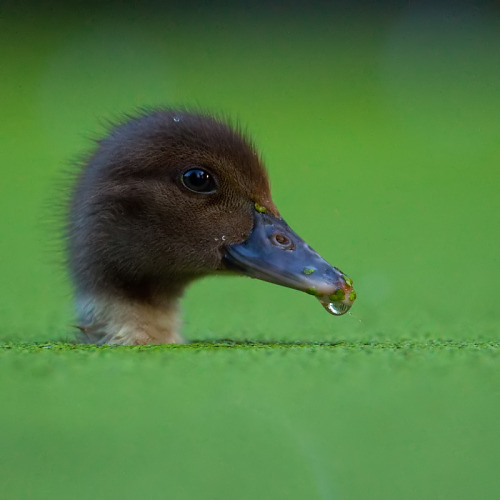 llbwwb:Todays Cuteness:) by Adamec