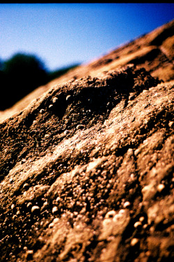 European limpet - Patella vulgata