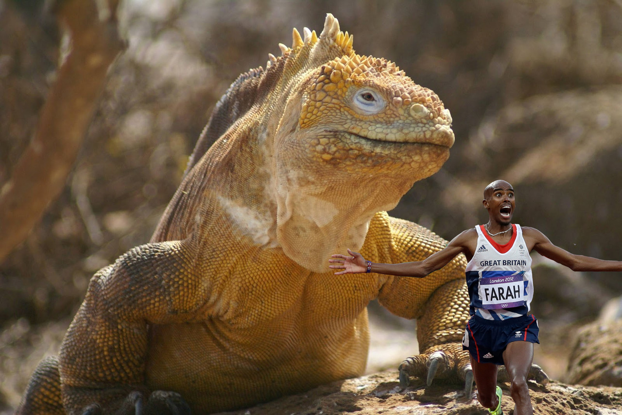 blueboxparchment:  gavinbutler:  Been bored so I did a few Mo Farah being chased