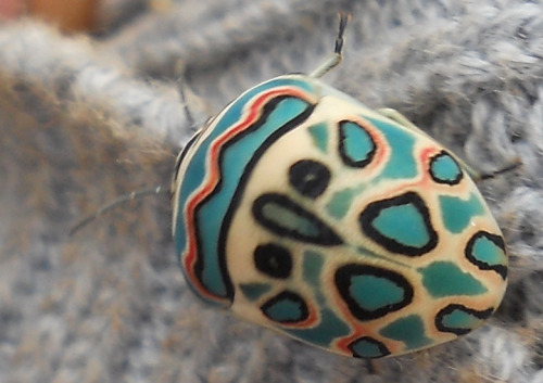 miss-milk:  fyeahcutebugs:  The Picasso Bug from Tanzania. Looks like a painting!  wow i thought it was really good nail art! haha!