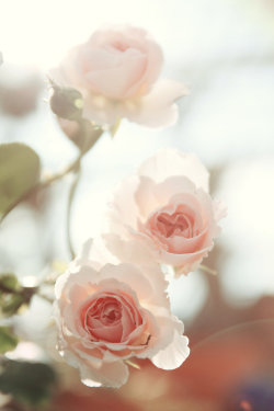 rainbows-x-roses:  petals by ~puddingpolaroid 