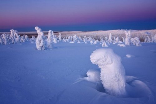 disfruta-el-silencio:  Mundo fantasmal: Árboles aplastados bajo un pie de nieve crean paisaje surrealista en el Ártico Cerca del Círculo Polar Ártico, las temperaturas pueden descender hasta los -40 grados Celsius y formar algunos de los paisajes