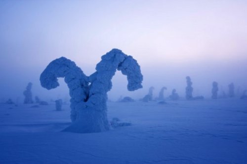 disfruta-el-silencio:  Mundo fantasmal: Árboles aplastados bajo un pie de nieve crean paisaje surrealista en el Ártico Cerca del Círculo Polar Ártico, las temperaturas pueden descender hasta los -40 grados Celsius y formar algunos de los paisajes