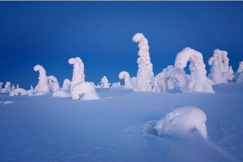 disfruta-el-silencio:  Mundo fantasmal: Árboles aplastados bajo un pie de nieve crean paisaje surrealista en el Ártico Cerca del Círculo Polar Ártico, las temperaturas pueden descender hasta los -40 grados Celsius y formar algunos de los paisajes