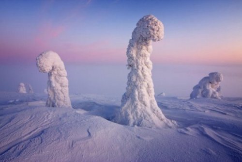 disfruta-el-silencio:  Mundo fantasmal: Árboles aplastados bajo un pie de nieve crean paisaje surrealista en el Ártico Cerca del Círculo Polar Ártico, las temperaturas pueden descender hasta los -40 grados Celsius y formar algunos de los paisajes