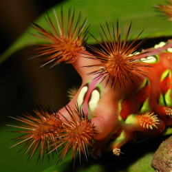 sinobug:  Stinging Nettle Slug Caterpillar (Cup Moth, Limacodidae) These caterpillars are custom built with every conceivable self-protection device imaginable. Bright, garish colors which are like danger signs in nature saying “I taste awful” or