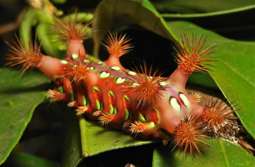 sinobug:  Stinging Nettle Slug Caterpillar (Cup Moth, Limacodidae) These caterpillars are custom built with every conceivable self-protection device imaginable. Bright, garish colors which are like danger signs in nature saying “I taste awful” or