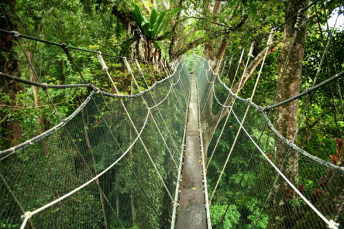 cycleofnature: Canopy Walk