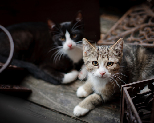 Chilling cats by Lukas Larsed on Flickr.