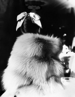  Photo by Lillian Bassman 