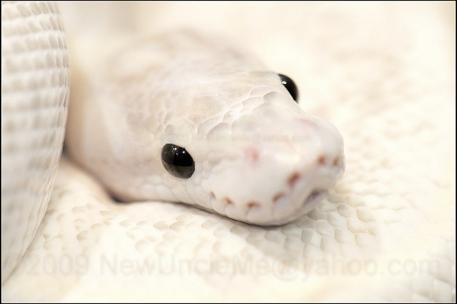 earthlynation:  Graphite ‘Cerio’ Ball Python by OldUncleMe 