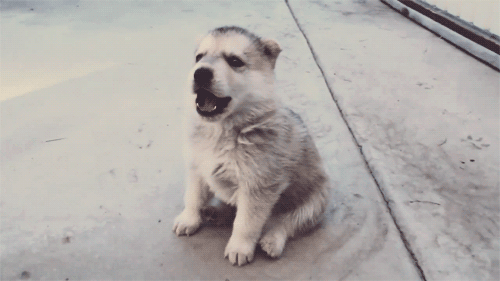 charlotteisnotmyname:  “auuuu”