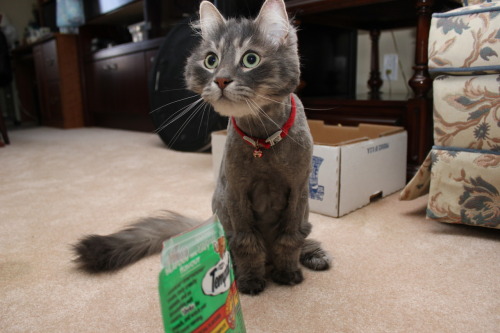 My Boyfriends Long Haired Cat Got Shaved And Now He Looks Really Dumb