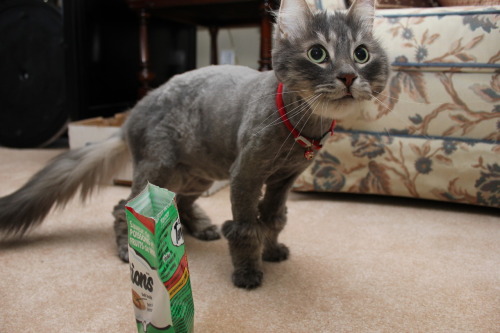 My Boyfriends Long Haired Cat Got Shaved And Now He Looks Really Dumb