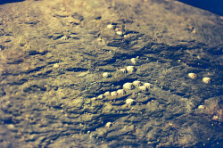 European limpet - Patella vulgata