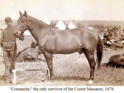 thirtymilesout:  Comanche (1862-1891)  was a 15 hand buckskin bay gelding, and the sole survivor of Custer’s column from the Battle of the Little Big Horn.  He was purchased by the U.S. Army in 1868 in  St. Louis, Missouri, and was sent to Fort