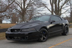 Mustangs galore