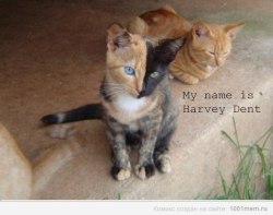 issaiahbowie:  harvy harvy harvy deeent =))  El gato de Harvy Dent jhajahajhajha