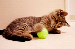leajon:  Oskar, a blind 8-week old kitten, playing with his toys for the first time. x 