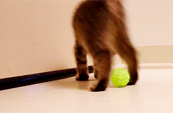 the-absolute-funniest-posts:lifeshowsyoudifferently:Oskar, a blind 8-week old kitten, playing with h