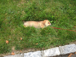 redlark:  There’s a hole in my lawn and evidently Welly just discovered it’s perfectly dog shaped 