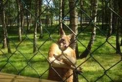 the-absolute-funniest-posts:  Kangsta    OH NO, Kangaroo Jack is real!!!