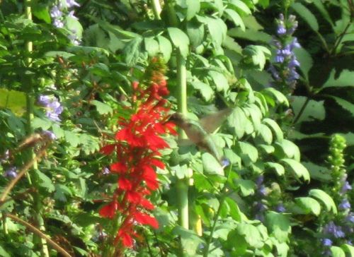 Sort of fuzzy pictures of hummingbirds in my garden. The first three are an immature male (two with 