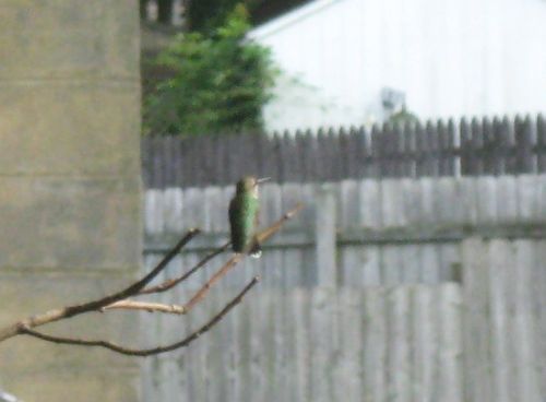 Sort of fuzzy pictures of hummingbirds in my garden. The first three are an immature male (two with 