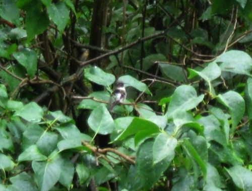 Sort of fuzzy pictures of hummingbirds in my garden. The first three are an immature male (two with 