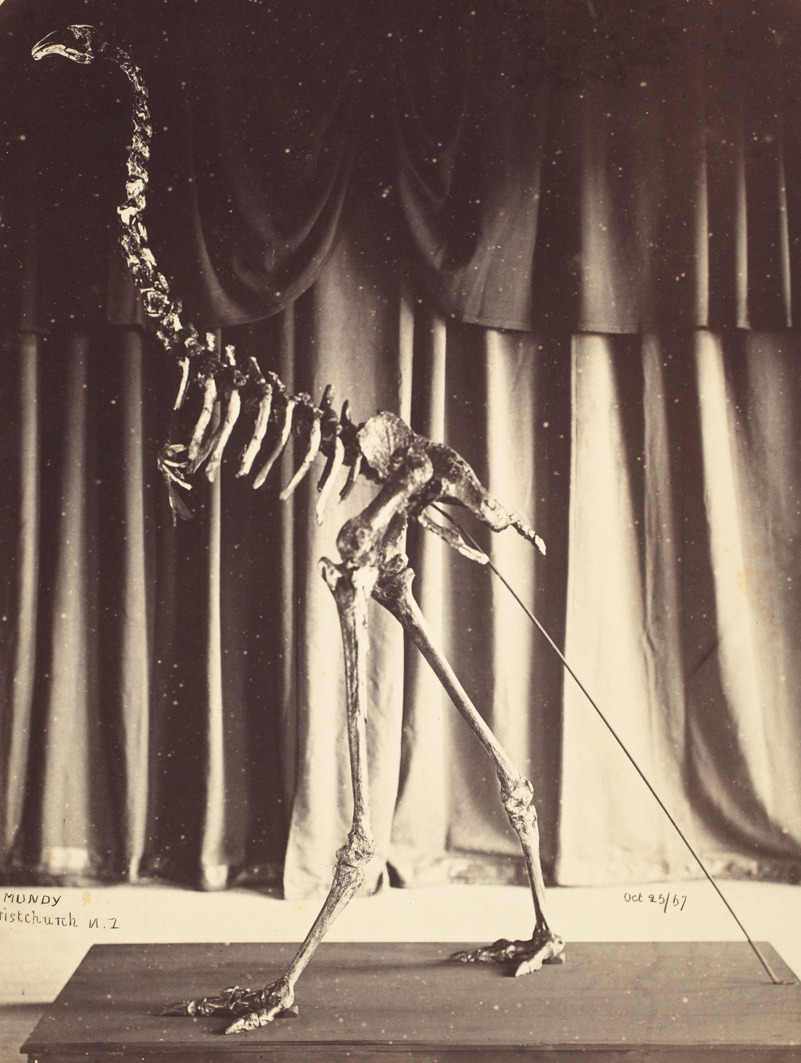 compendium-of-beasts:Dinornis robustus, now Dinornis novaezealandiae, 25 October