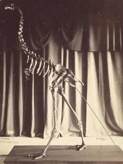 compendium-of-beasts:Dinornis robustus, now Dinornis novaezealandiae, 25 October 1867 via Auckland City