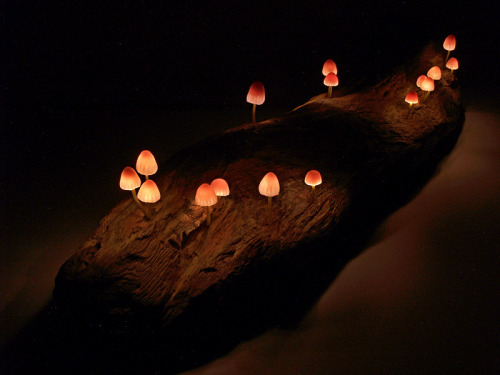  ardentblue:  Mushroom lamps by Japanese company Great Mushrooming made of glass, LED lights, and waste wood. Unfortunately they are not currently for sale outside of Japan. More information at the company’s website (in Japanese). [via thedesignhome]