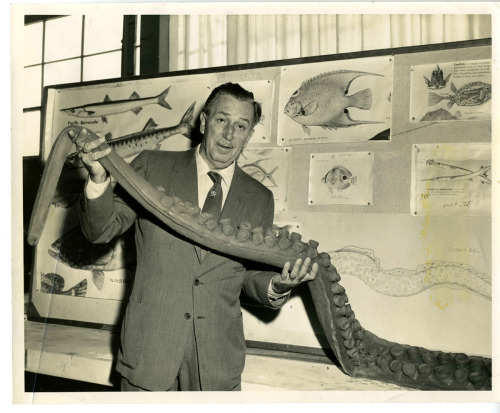 Walt Disney holds up a tentacle belonging to the Submarine Voyage octopus. 