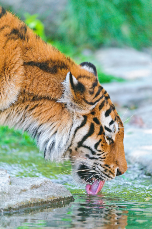 llbwwb:  For my Tiger Lovers:) Elena drinking (by Tambako the Jaguar)