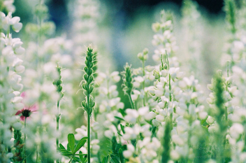 arquerio:  HL20110517-14 by ~ Happy ~ on Flickr. 