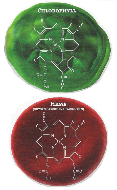 hemoglobin