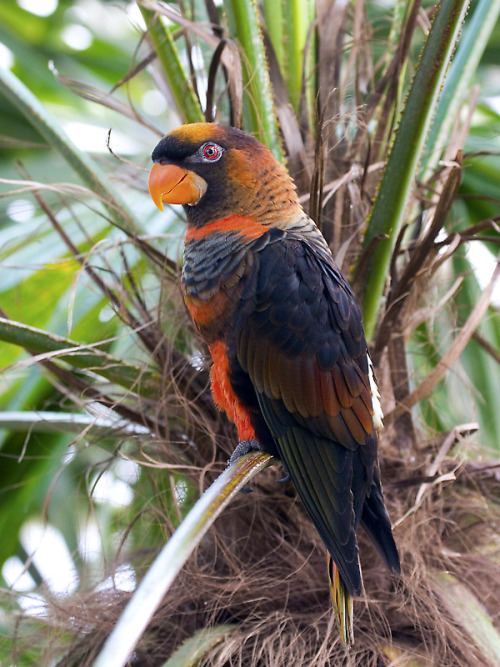 A handsome profile. Species: Dusky lory (Pseudeos fuscata) By sypix on Flickr(Source) 