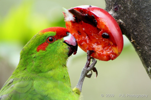 Tamarillo time! Species: Red-crowned Kakariki (Cyanoramphus novaezelandiae) (Source)