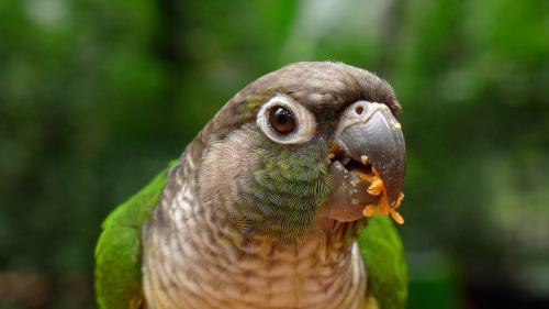 Mmmm, carrot-y goodness! Species: Green-cheeked conure (Pyrrhura molinae) By dompling on Flickr(Sour