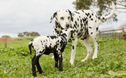 Allcreatures:  Allcreatures: This Black And White Spotted Lamb Seems To Think He