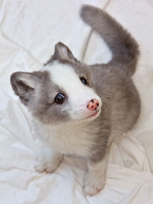 heres-looking-at-you:  Baby arctic foxes are adorable.