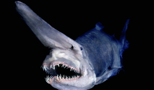 goblin shark adult photos