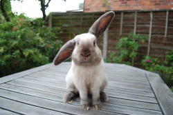 dailybunny:  Bunny Is Only Half Listening Thanks, tragiclittlethings! 