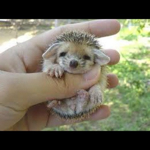 If I ever get to the stage where I can work just one job 40 hours a week - no more 70 plus hours - I think I’ll treat myself to a Pygmy Hedgehog. I love them! I’ve never bought a pet for myself. I’ve bought them for my wife, my kids,