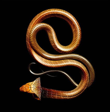 King Cobra 1 Black Pakistan Cobra Timber Rattlesnake Red Tailed Boa Constrictor Vogel’s Pit Viper King Cobra 2 